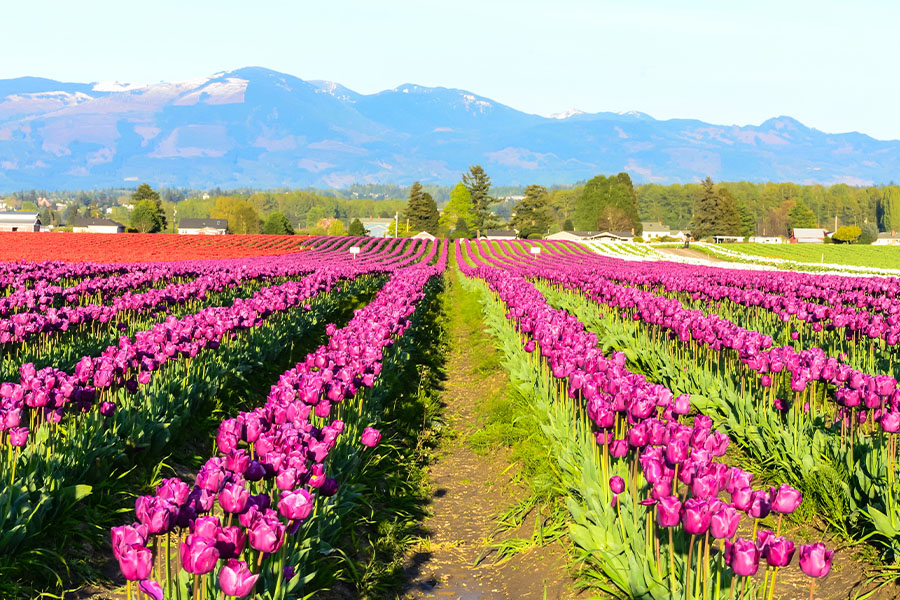 Mount Vernon, WA - Fields of Purple, Red, White Tulips in Full Bloom and Clear Blue Sky at a Farm in Mount Vernon, Washington