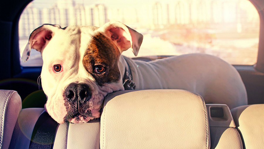 Blog - How to Keep Your Pet Cool in Summer - Dog Sitting In A Car On A Sunny Day