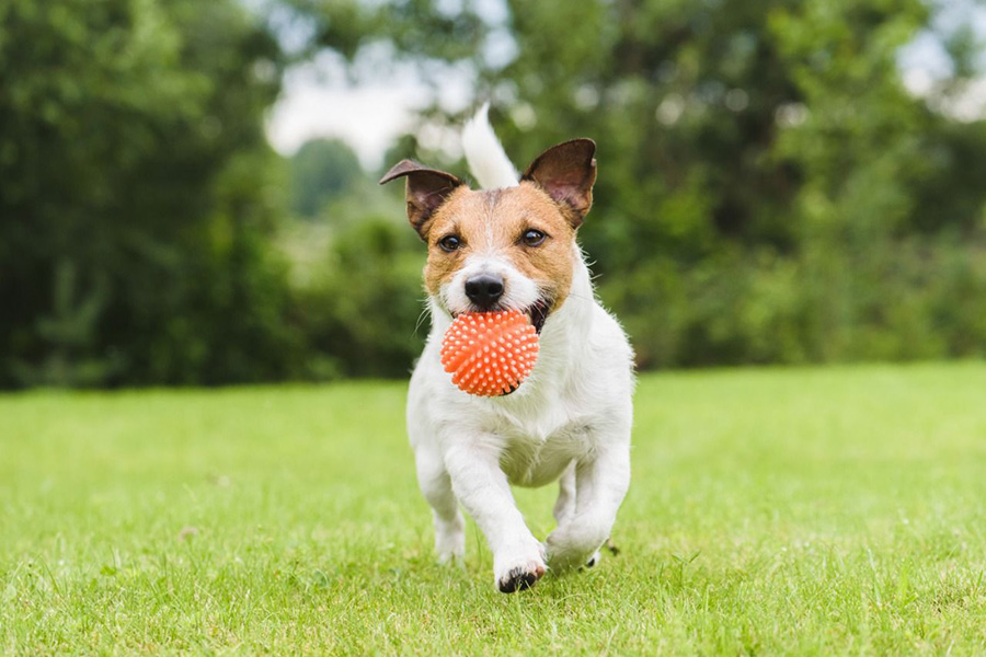 Blog - How to Keep Your Pet Cool in Summer - Jack Russell Playing